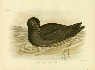 Sooty Albatross by Gracius Broinowski
